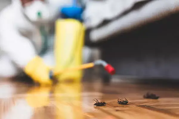 Cockroach Pest Control Services in Egmore