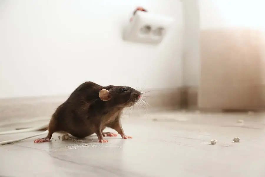Rodent Pest Control Services in Egmore