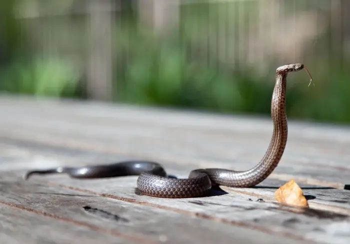 Snake Pest Control Services in Egmore