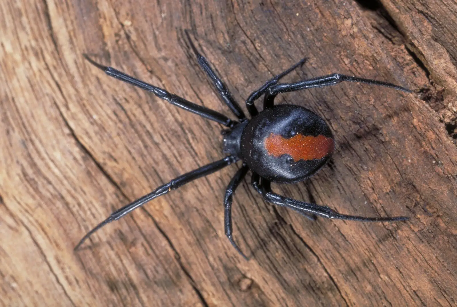 Spider Pest Control Services in Egmore