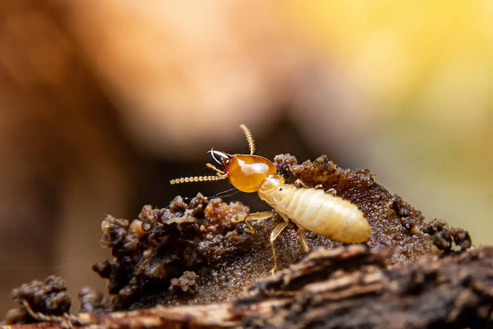 Termite Pest Control Services in Egmore